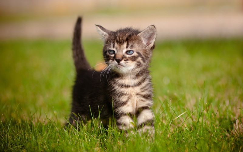 Create meme: striped kitten, kitten, the cat is small