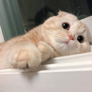Create meme: seals., cute cats