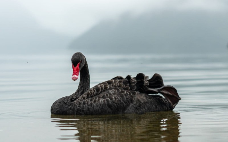 Create meme: the black swan, black swan bird, Black swan image