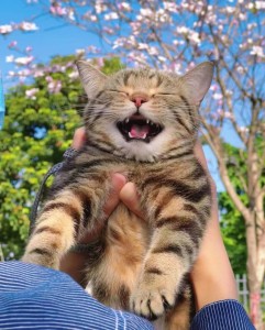 Create meme: kitty, funny cat, the cat is happy