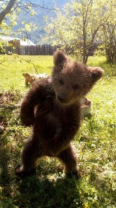 Создать мем: забавно, зоопарк, bear cub