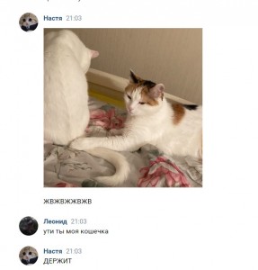 Create meme: cats, cat, kitty