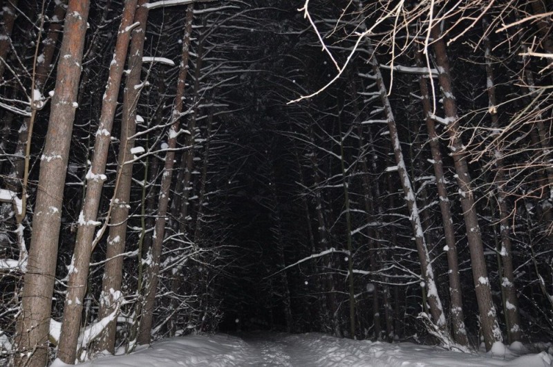 Create meme: Night forest winter, dark winter forest, scary winter forest