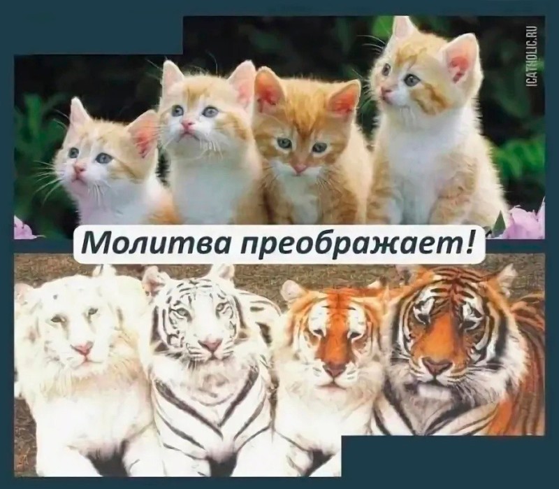 Create meme: lion tiger , beautiful cat, tiger tigress