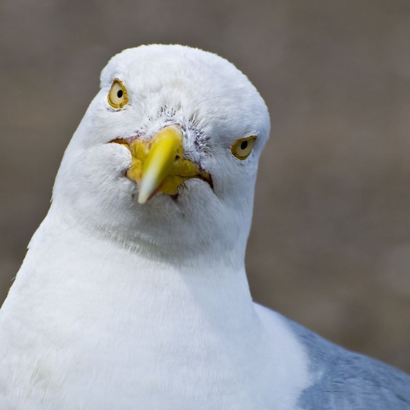 Create meme: the screaming seagull, Seagull , herring gull