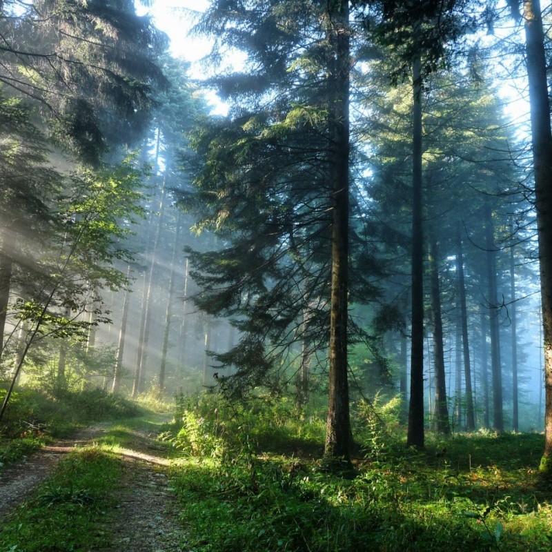 Create meme: forest nature, morning in the forest, beautiful forests