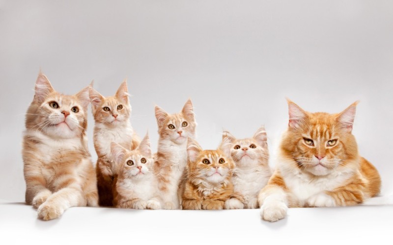 Create meme: maine coon, the family of red Maine Coons, kittens the Maine Coon 
