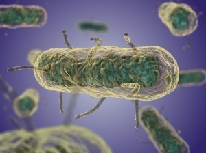 Создать мем: чума этиология, бактерия yersinia pestis, yersinia pestis чумная палочка