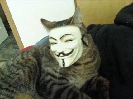 Create meme: anonymous cat, guy fawkes anonymous, the cat in the mask of anonymus