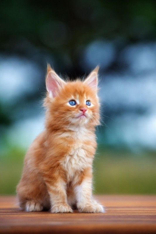 Create meme: red cat maine coon, maine coon red, ginger kitten 