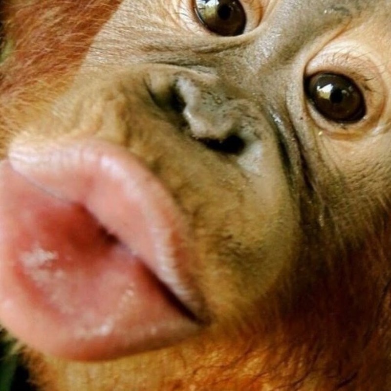 Create meme: monkeys with big lips, the monkey is funny, the orangutan is funny