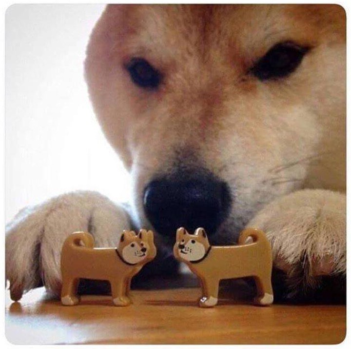 Create meme: Shiba Inu and Akita Inu, bites dog, bites original