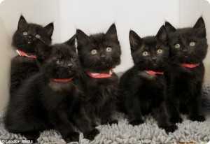 Create meme: black kitten, black cat, kittens the Maine Coon