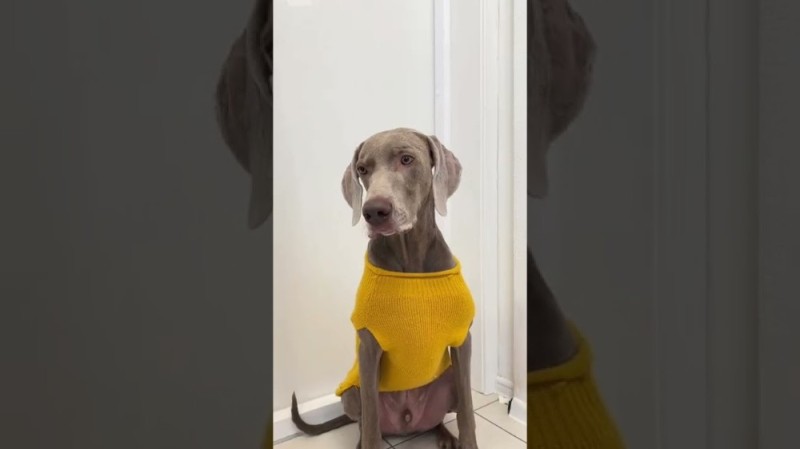 Create meme: dog , weimaraner dog, funny dogs