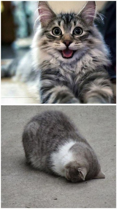 Create meme: funny cat, cat , cats are funny cute