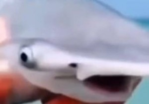 Create meme: shark shark, shark