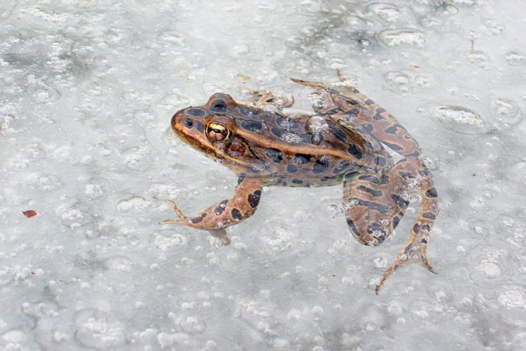 Create meme: The American swamp frog, spotted toad, an ordinary toad