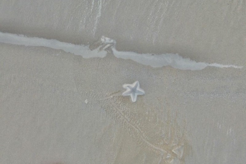 Create meme: starfish, sea aesthetics, blurred image