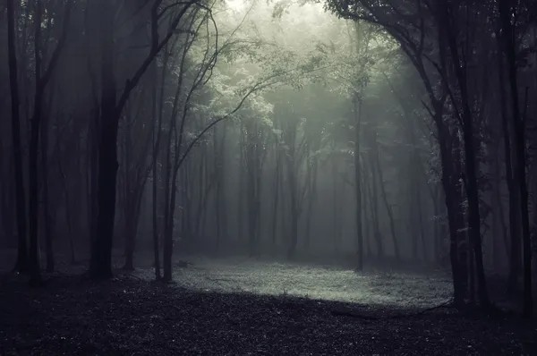 Create meme: background gloomy forest, dark forest in the fog, Gloomy forests