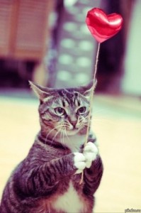Создать мем: kitten, кот, не держите зла держите шарики