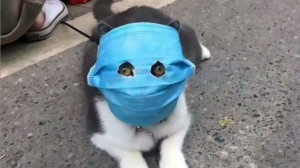 Create meme: cat, cat mask, Cat