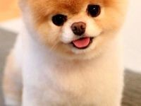 Create meme: Pomeranian dog, bear - type pomeranian, pomeranian pomeranian boo