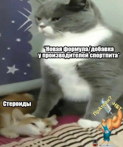 Create meme: cat, cats, cat