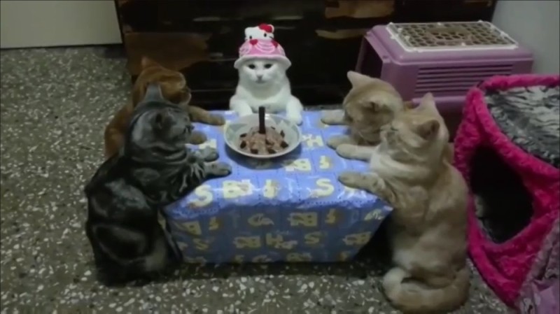 Create meme: cat with cake, cat , birthday of the cat