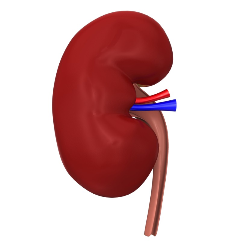 Картинка почки человека с надписями