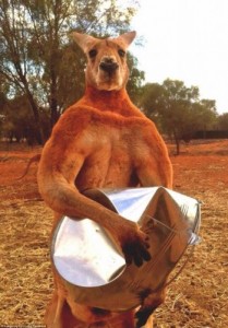 Create meme: roger, kanguru, kangaroo