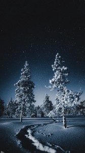Create meme: winter forest, winter, winter forest at night