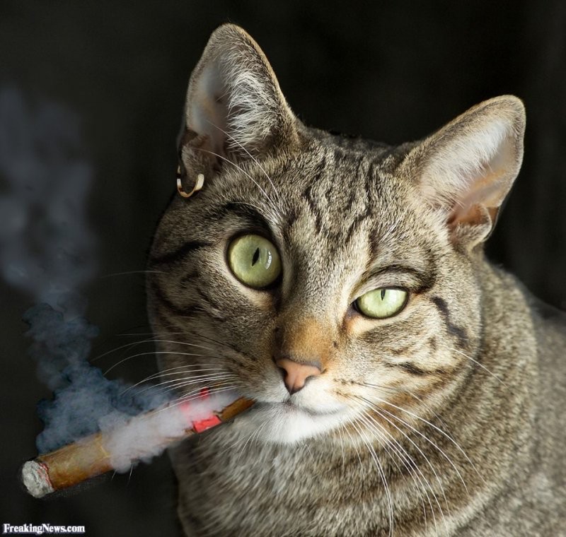 Create meme: cat with a cigarette, cat with a cigarette, cat with a cigar