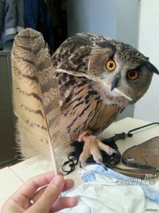 Create meme: long-eared owl, owl