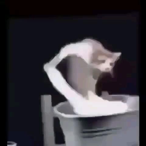 Создать мем: кот стирает, meme cat, funny cat