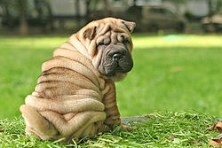 Create meme: breed sharpei, sharpei dog, dog breed Shar Pei