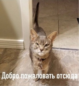 Create meme: cat, cats, Kote