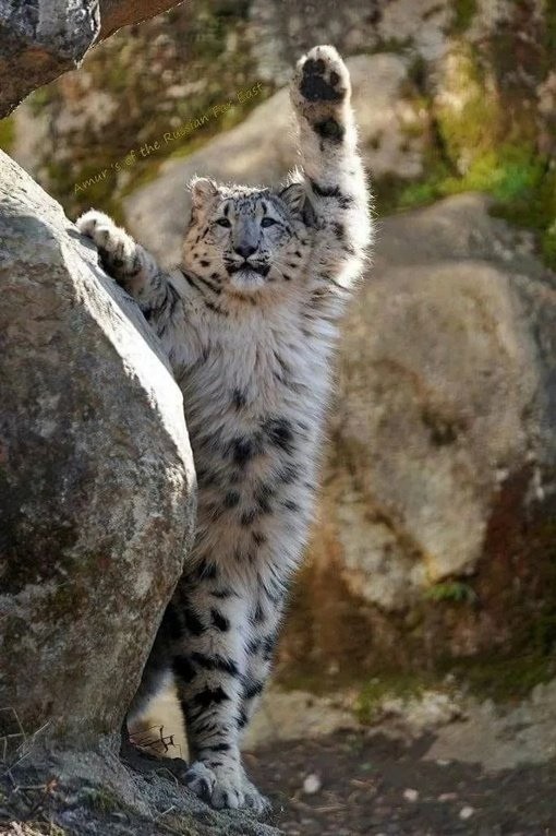 Create meme: snow leopard IRBIS, snow leopard, snow leopard snow leopard