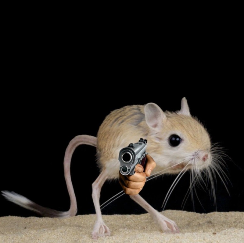 Create meme: animal jerboa, cute jerboa, The jerboa is funny