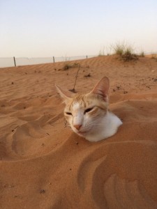 Create meme: cat, sandy the cat