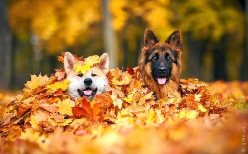 Create meme: German Shepherd autumn, German shepherd , dog German shepherd