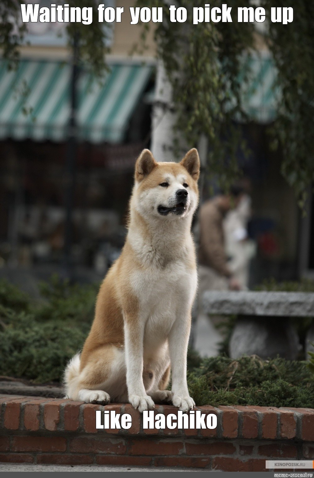 hachiko meme