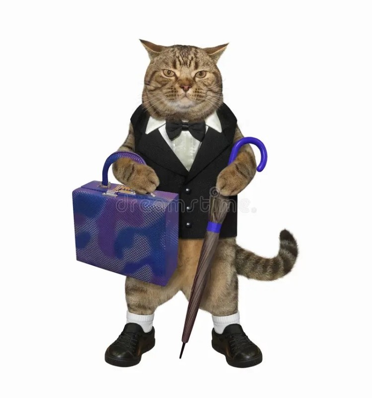 Create meme: cat gentleman , A cat in a gentleman's costume, the cat in the jacket