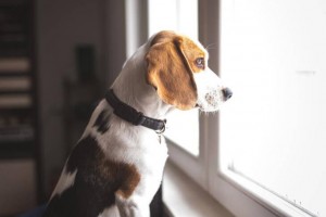 Create meme: Beagle dog, breed Beagle