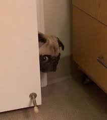 Create meme: the dog looks out from around the corner, pug , pug funny