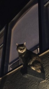 Create meme: cat, this city needs a new hero, meme cat