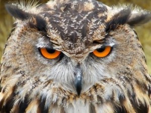 Create meme: horned owl, owl owl, owl