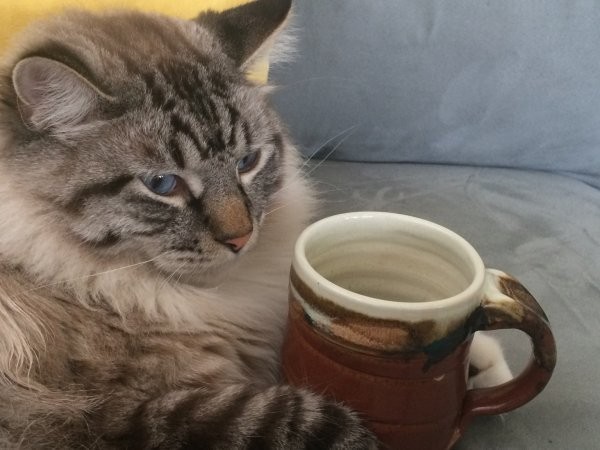 Create meme: a cat with a cup of coffee, cat pours tea, the cat drinks coffee