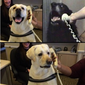 Create meme: memes with dogs, dog phone meme, Labrador dog