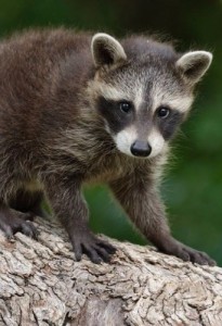 Create meme: animals, raccoon, meme raccoon