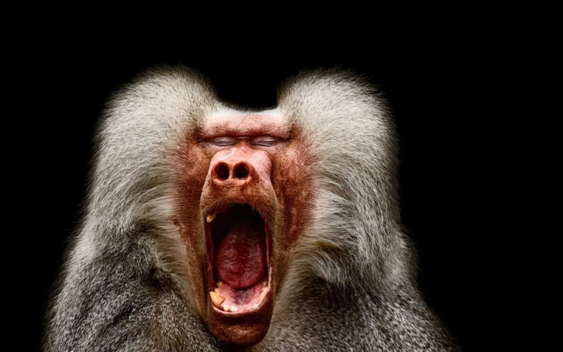Создать мем: павиан гамадрил, обезьяна кричит, бабуины